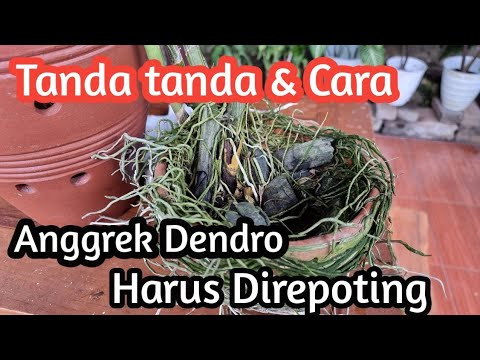 Video: Mengapa tanaman perlu direpoting?