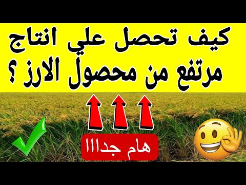 الحصول علي انتاج مرتفع من محصول الارز المعاملات الزراعية التي تساعد علي ارتفاع محصول الارز