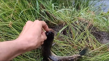 Cắm câu cá lóc bội thu trong đêm mưa | LMD Vlog