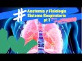 Sistema Respiratorio parte 1: Anatomía y Fisiología