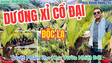 𝐂â𝐲 𝐃ươ𝐧𝐠 𝐗ỉ 𝐂ổ Đạ𝐢💥 𝐓𝐮𝐲ệ𝐭 𝐏𝐡ẩ𝐦 𝐜𝐡𝐨 𝐊𝐡𝐮 𝐕ườ𝐧 𝐍𝐡𝐢ệ𝐭 Đớ𝐢 (Hoa Kiểng Hùng Thy 0918.708.965)