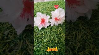 Kitchen Waste to Beautiful Flower 🌸