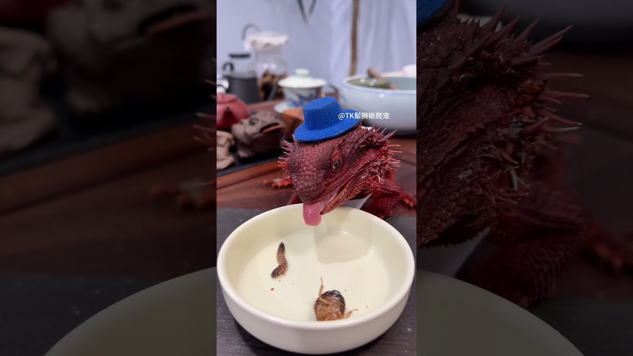 Bearded Dragon Lizard Hunting Moment Feeding Lizards What Eat Daily Reptile