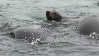 Sea lions at White Rock pier