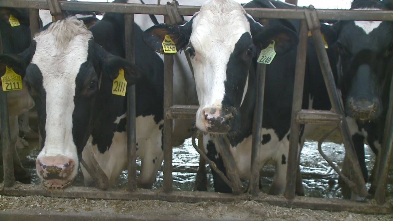 Dairy Farms Closing Down