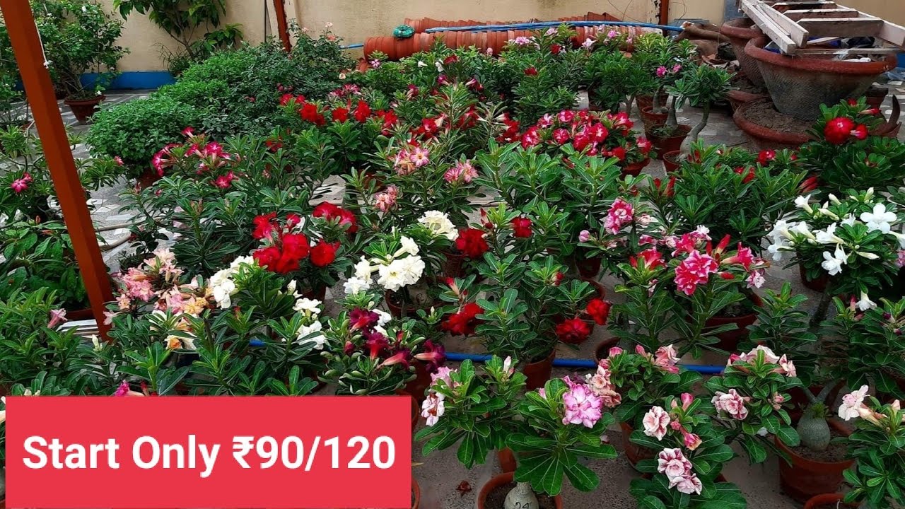 Adenium nursery 90/120 Rs per plant cheapest adenium plant kolkata
