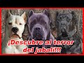 TOP 10 PERROS de AGARRE para caza mayor – caza de jabalí