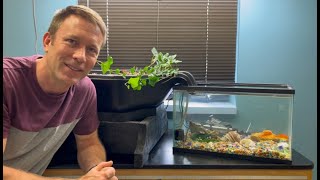 Make your own aquaponics system with your fish aquarium!