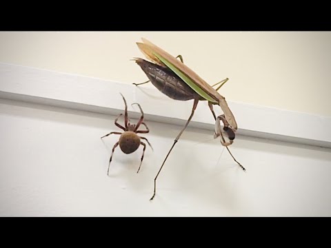 Praying Mantis VS Fat Spider