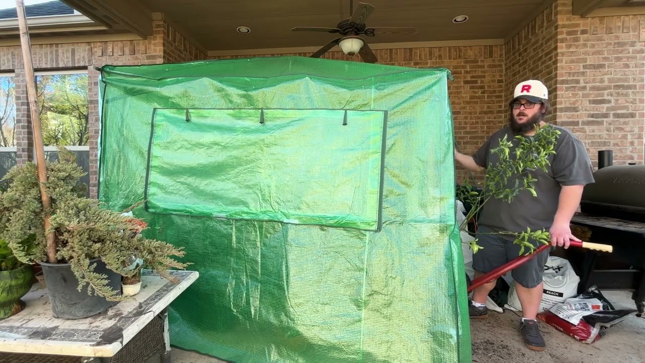 Эта теплица спасла мои цитрусовые деревья от заморозков.