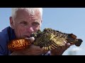 The Venomous Stone Fish | STONE FISH | River Monsters
