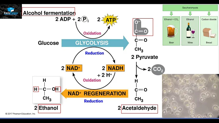 Which of the following are products of alcohol fermentation? (2023)