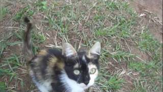 Gatito Travieso Part 3 Hd