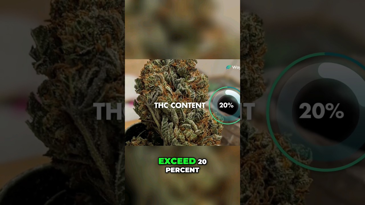 ‪@WorldWeedWonders‬