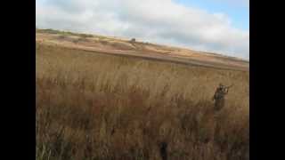 Охота на фазана, Луганская обл.2012.10.(, 2012-10-15T14:34:54.000Z)