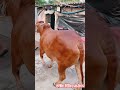 🚨🔥Red Cow For SALE In Dairy Farm #cow #dailyfarming #trending #short #kolkatacow2025 #price 80k only