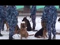 Кинологи ГУФСИН в Краснотурьинске тренировали собак в задержании фигуранта, обыске  и др.