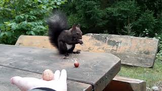 Eichhörnchen aus der Hand gefressen Teil 2, macht jede Woche Spaß