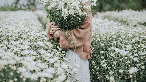 Cúc họa mi đẹp dịu dàng ngày cuối thu