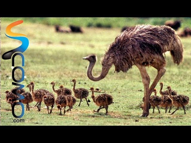 Avestruz africano - Ostrich class=