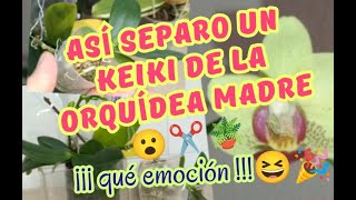 ‼️MIRAD COMO SEPARO UN KEIKI DE LA ORQUÍDEA MADRE‼️😮✂️🪴