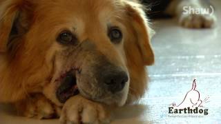 Howie And Roger Available Now Earthdogs Terrier Rescue