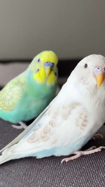 Смешные попугаи #parrot #волнистыйпопугай #попугайчики #попугай - YouTube