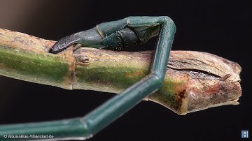 Copula: The coupling of the stickinsects