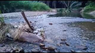 Ikan Sungai bertelur.