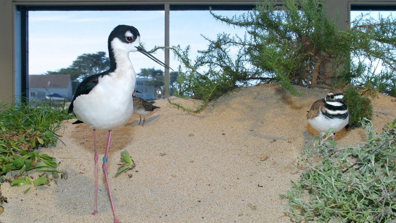 Live Aviary Cam - Monterey Bay Aquarium