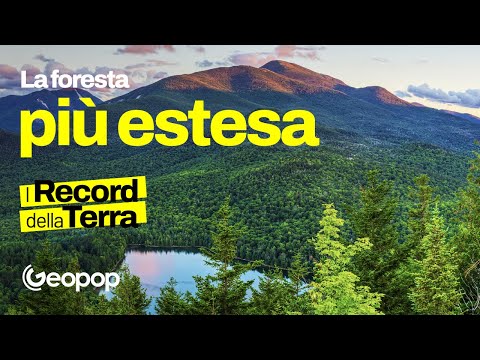 Video: Quali sono i tre strati della foresta pluviale tropicale?