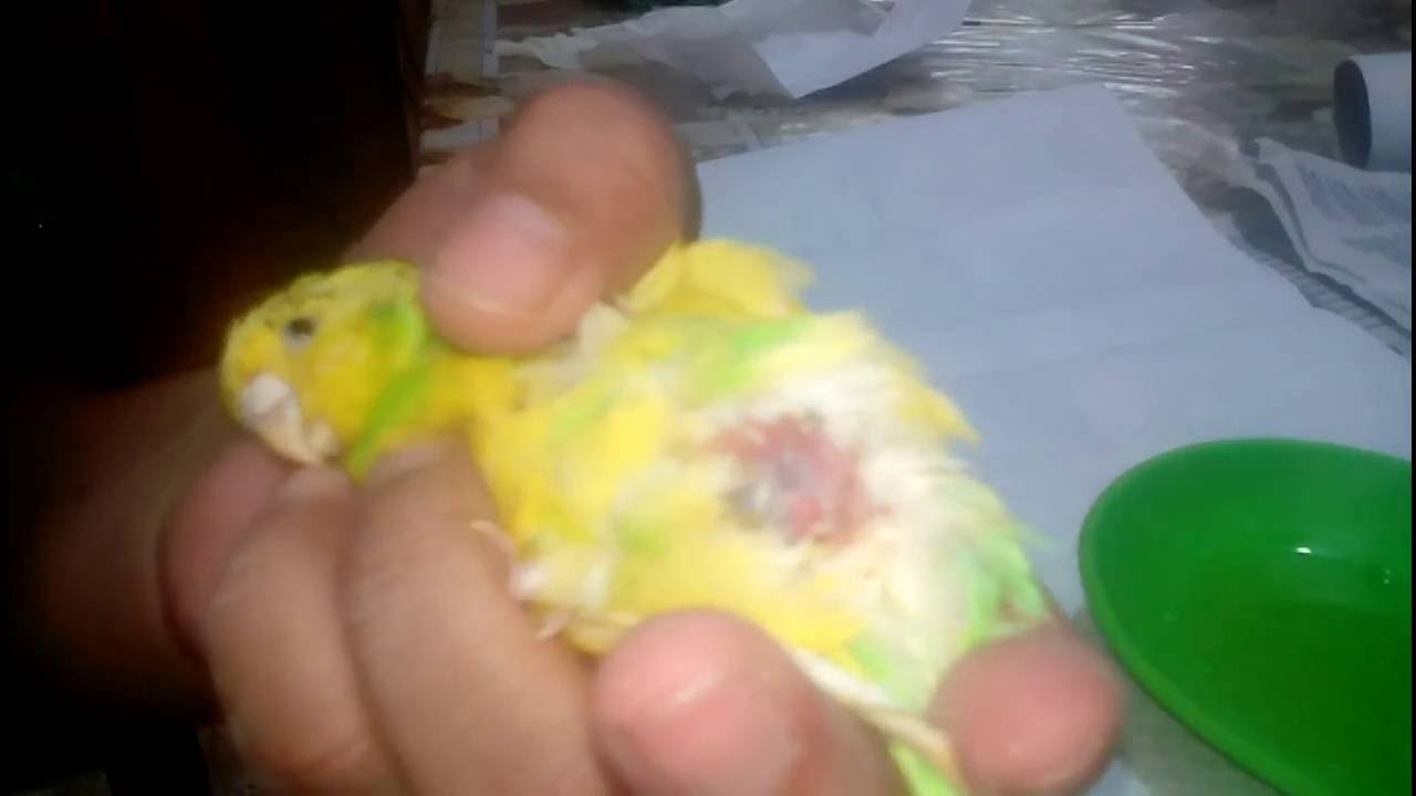 PERIQUITOS AUSTRALIANOS / HUEVO ATRAVESADO / INTERVENCION YouTube PERIQUITOS AUSTRALIANOS / HUEVO ATRAVESADO / INTERVENCION YouTube