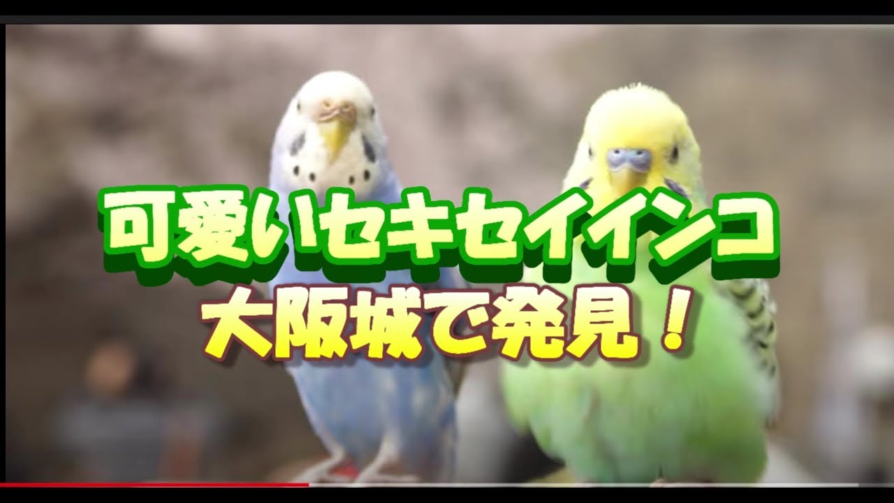 大阪城で可愛い２羽のセキセイインコ発見 Youtube