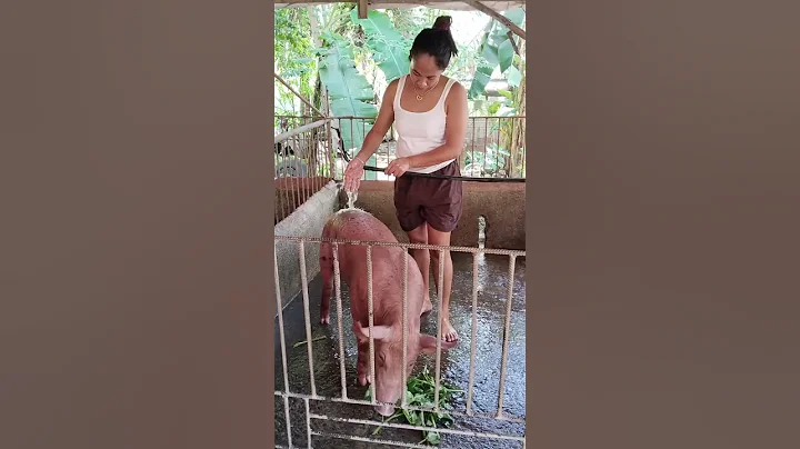 heard happy farming #hogs #pig #hogger #mother #farming #pigfeed #pigfarming #animals