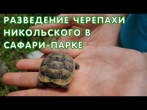 Вопрос: Что нужно для успешного и стабильного разведения красноухих черепах?