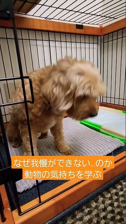 犬ふれ合いカフェ ドルボムtv Dog Traniner Kim Youtube