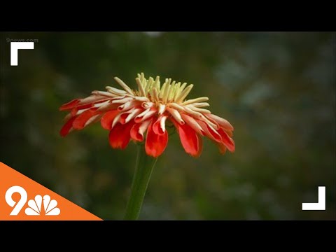 ვიდეო: ჩვეულებრივი ბაღის მითების გაუქმება - ფაქტები, რომლებიც შეიძლება არ იცოდეთ, მაგრამ უნდა იცოდეთ