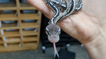 Final Results From Ball Python