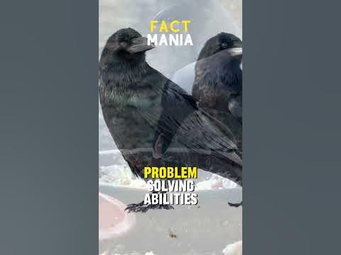 The Surprising Intelligence of Crows Mind Blowing Facts Fact Mania The Surprising Intelligence of Crows Mind Blowing Facts Fact Mania