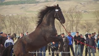 Выставка Карачаевской Породы Лошадей 2019