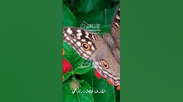 surah allayl سورة الليل