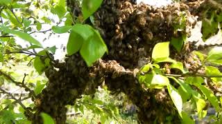 Как поймать рой пчел.Swarming of bees