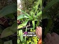 One of the weirdest things about alliums |Darrell Smith