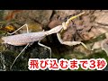 寄生された激レアカマキリが川に飛びこむ瞬間【カマキリ採集】
