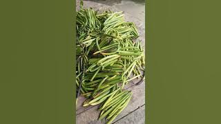 Introducting Bali Vanilla Farm