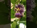 rakhi bel #plants #flowers #greenery