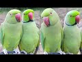 So cute parrot jora happy