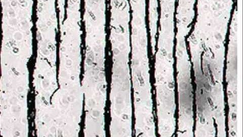 formation of magnetic chains in polyurethane shape memory polymer