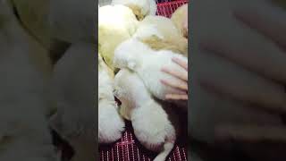 Tik Tok 2023 Chó Phốc Sóc Mini 😍 Funny and Cute Pomeranian 😺🐶 | cute animals370.39