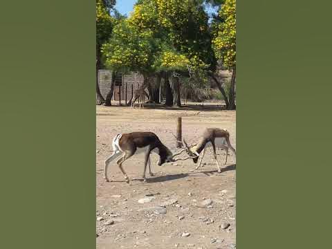 Фауна мексиканского сафари - YouTube